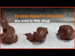 Summer Starts When Cicadas Sing Chocolate Gift Box - Limited Edition - 100 boxes only